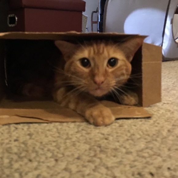 Meet your Posher, Tambra - Picture 5 of 8